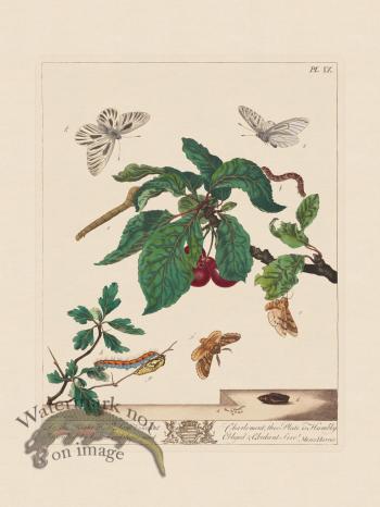 Moses Harris Insects 09